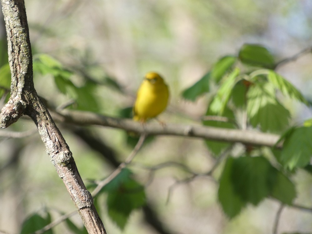 Yellow Warbler