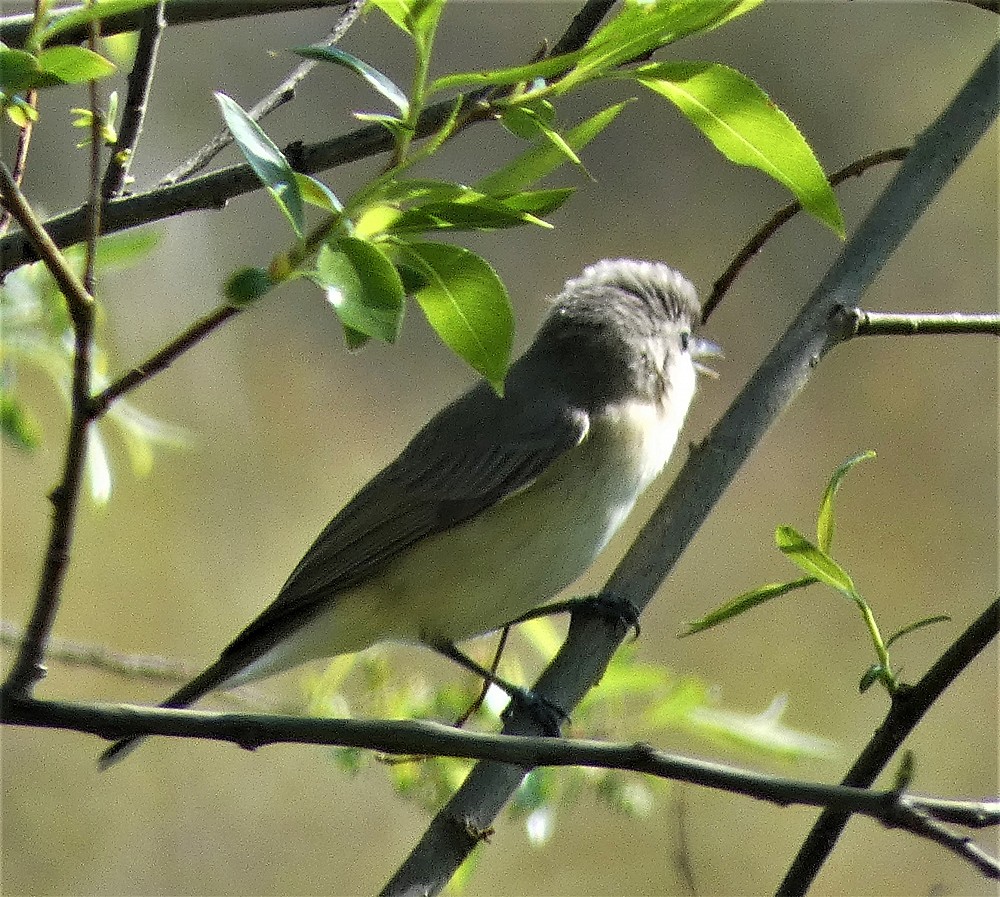 Warbling Vireo