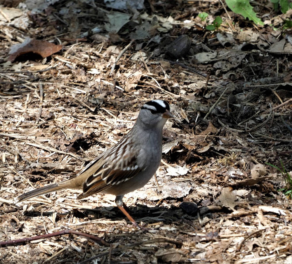 White-crowned Sparrow