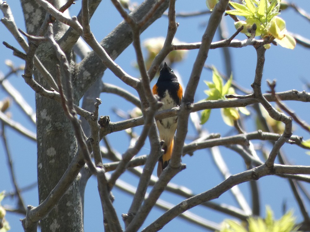 American Redstart