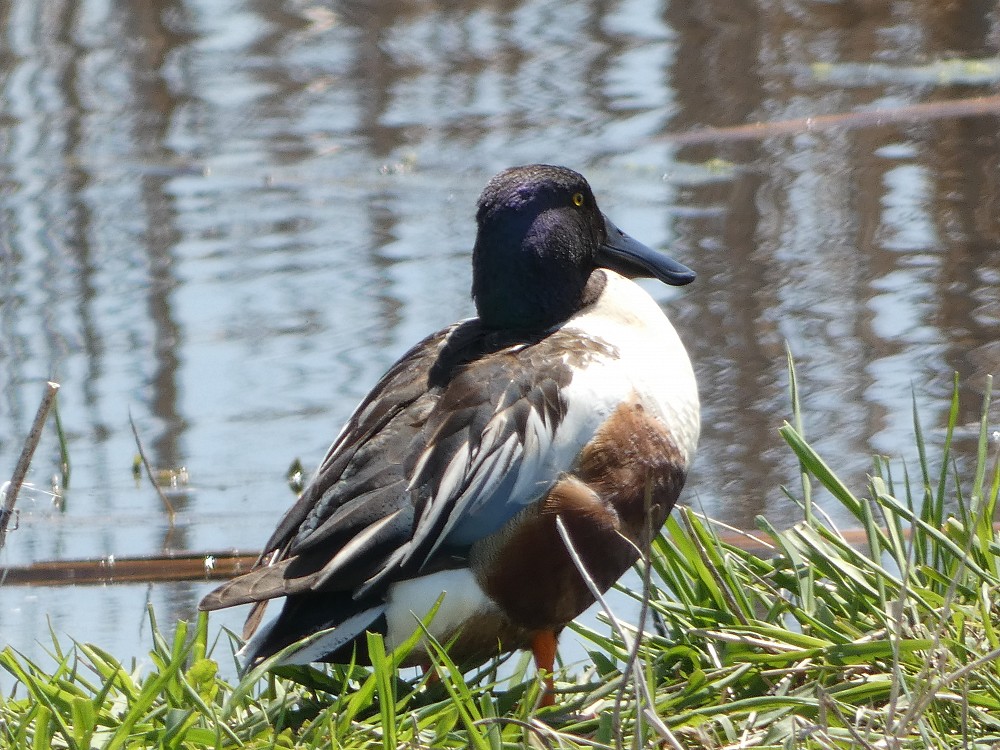 Blue-winged Teal