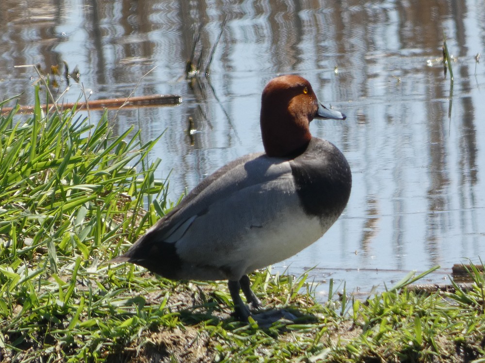 Redhead