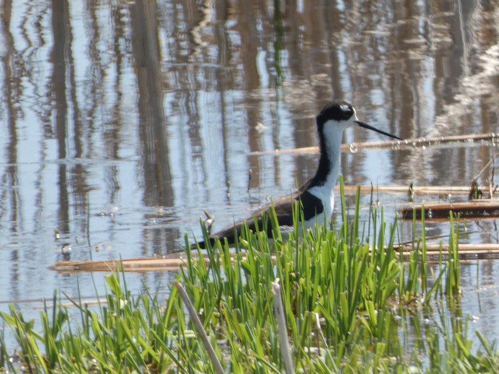 Black-necked Stilt