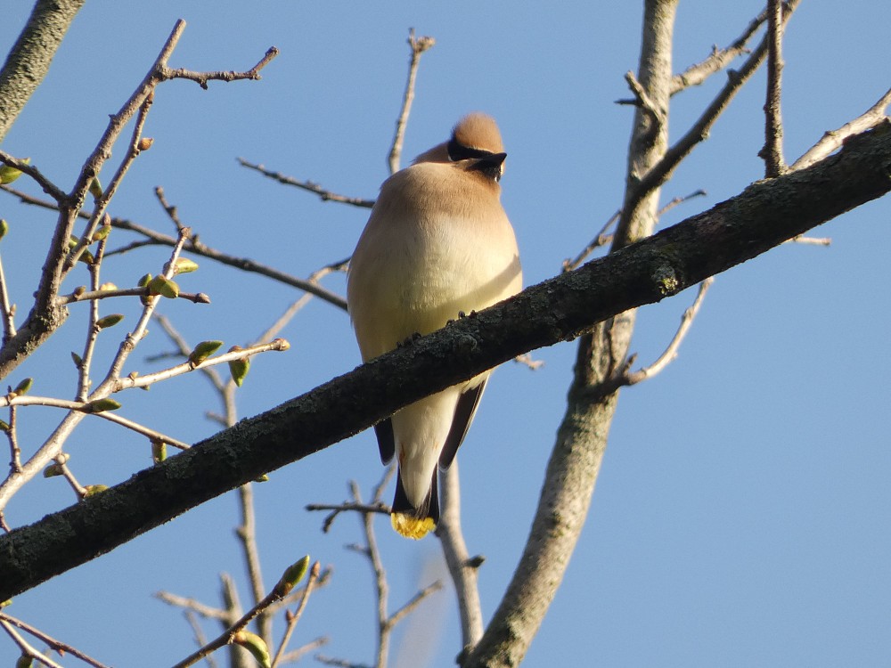 Cedar Waxwing