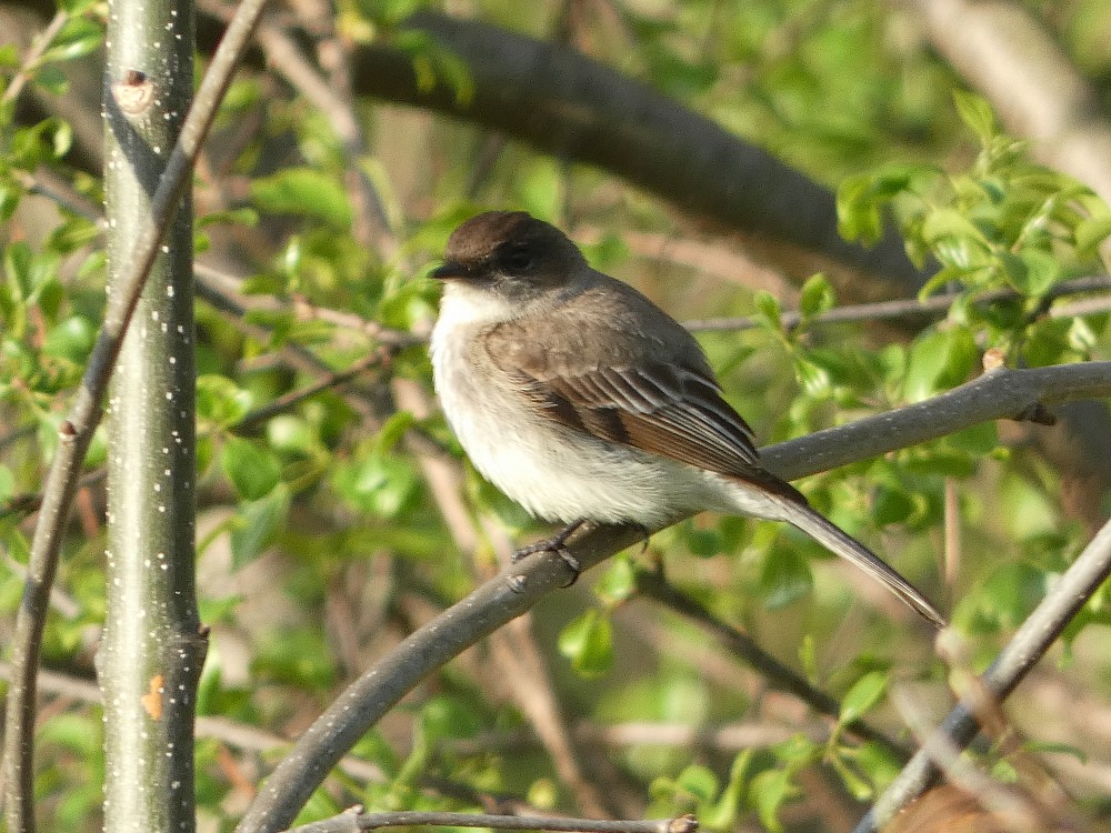 Eastern Phoebe