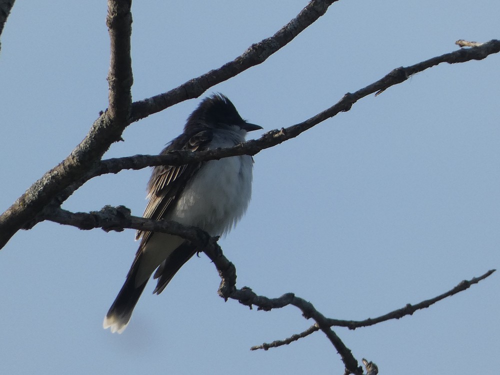 Eastern Kingbird