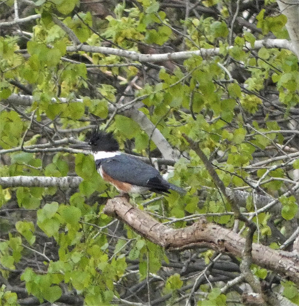 Belted Kingfisher