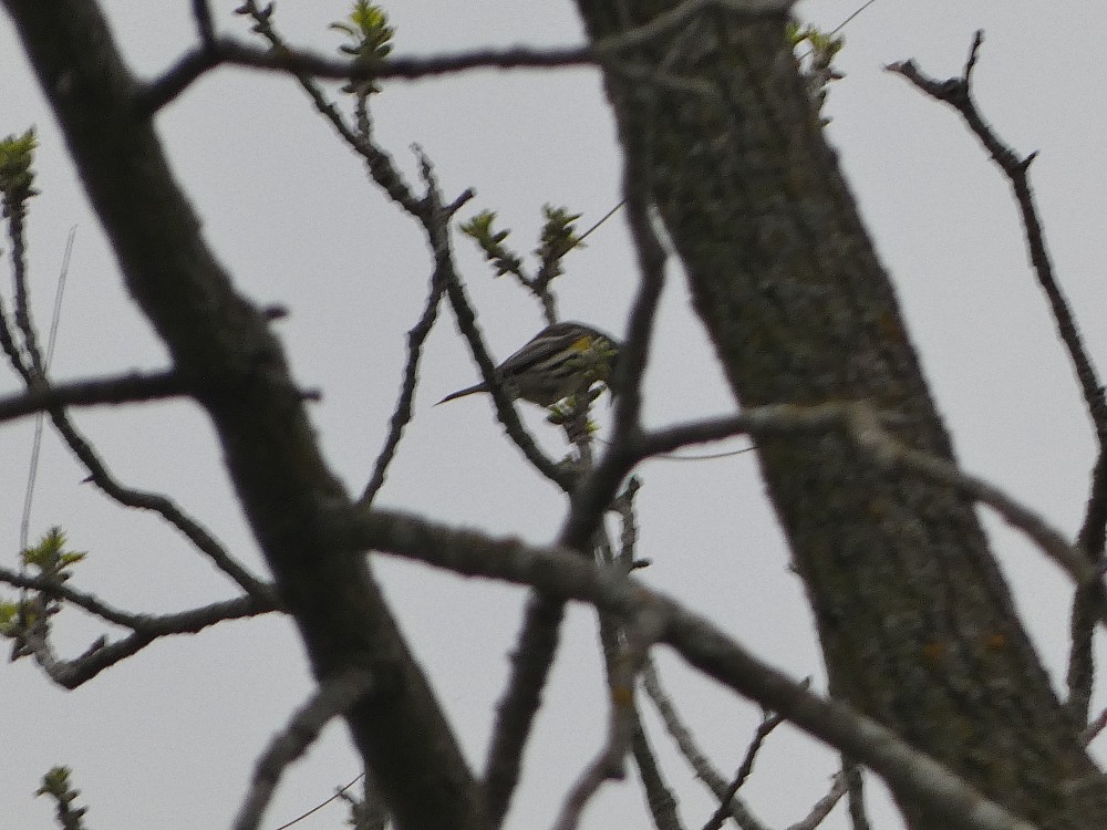 Yellow-rumped Warbler