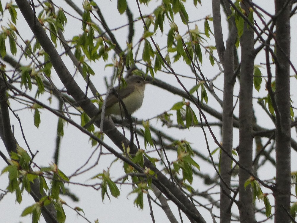 Warbling Vireo