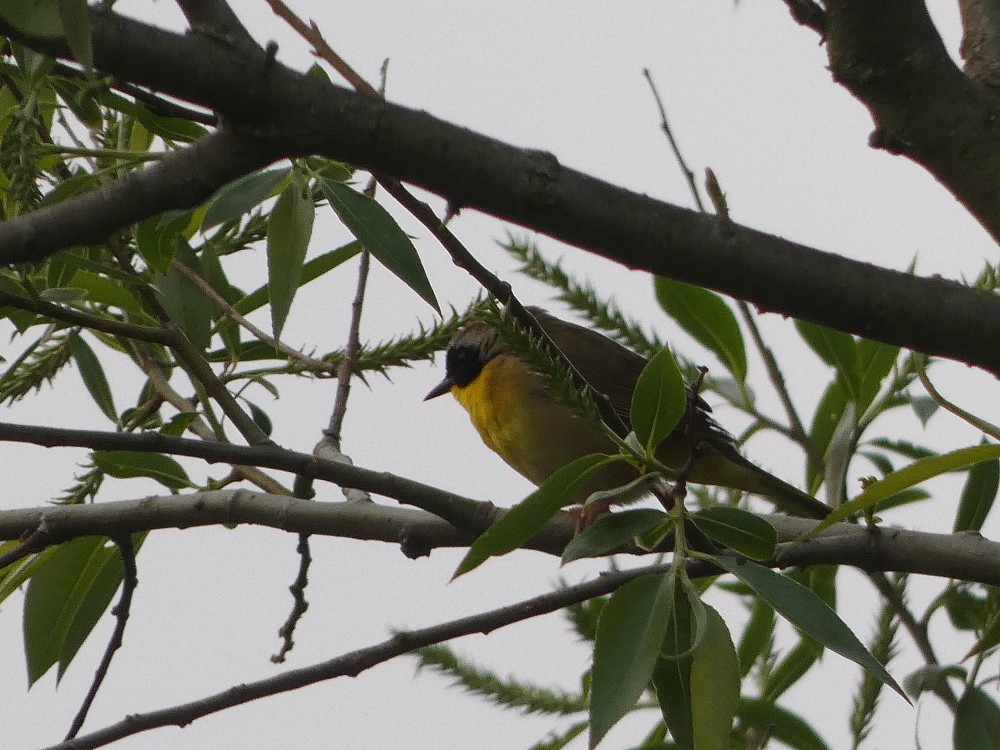 Common Yellowthroat