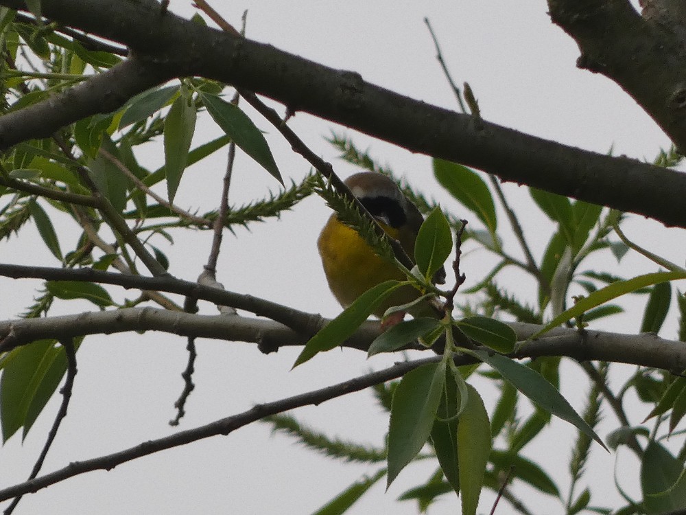 Common Yellowthroat