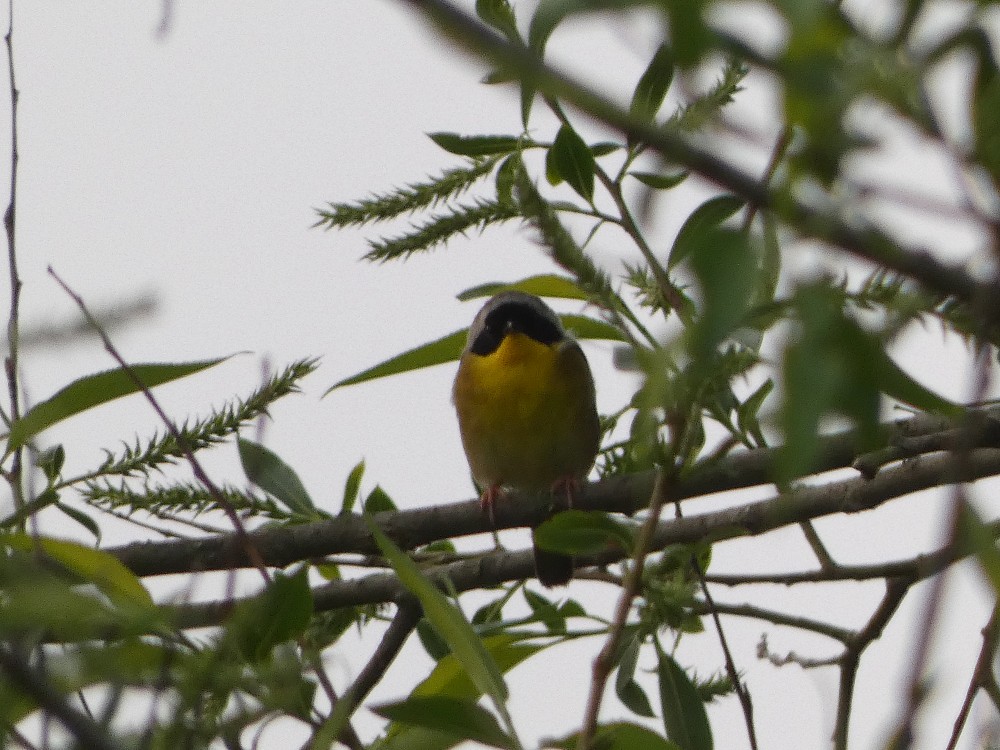 Common Yellowthroat