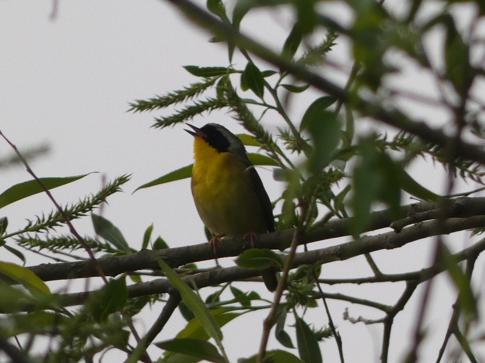 Common Yellowthroat