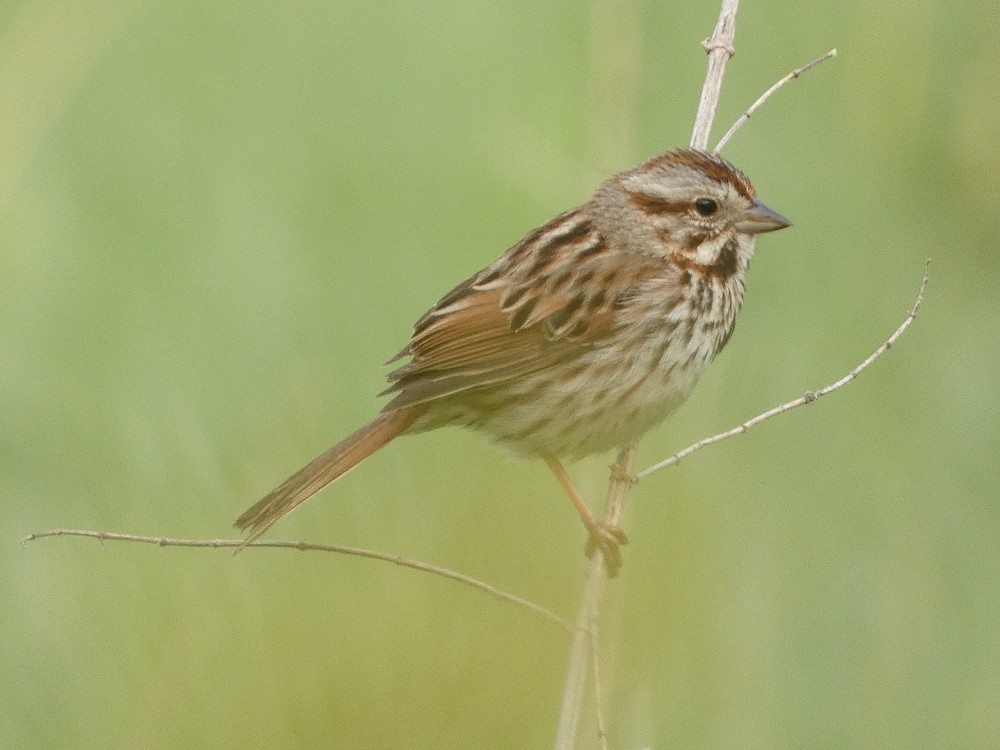 Song Sparrow