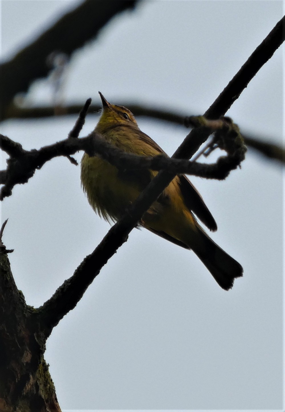 Palm Warbler