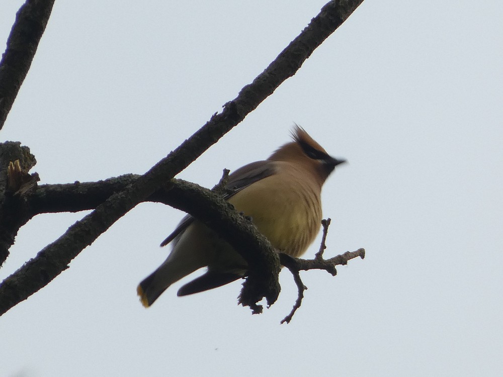 Cedar Waxwing