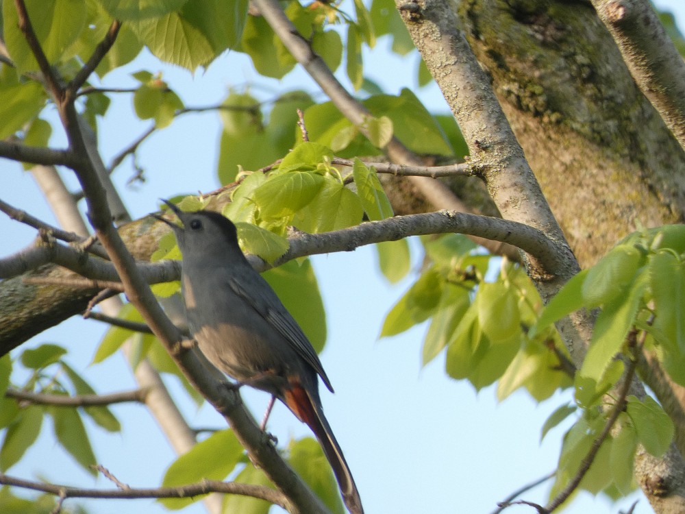 Gray Catbird