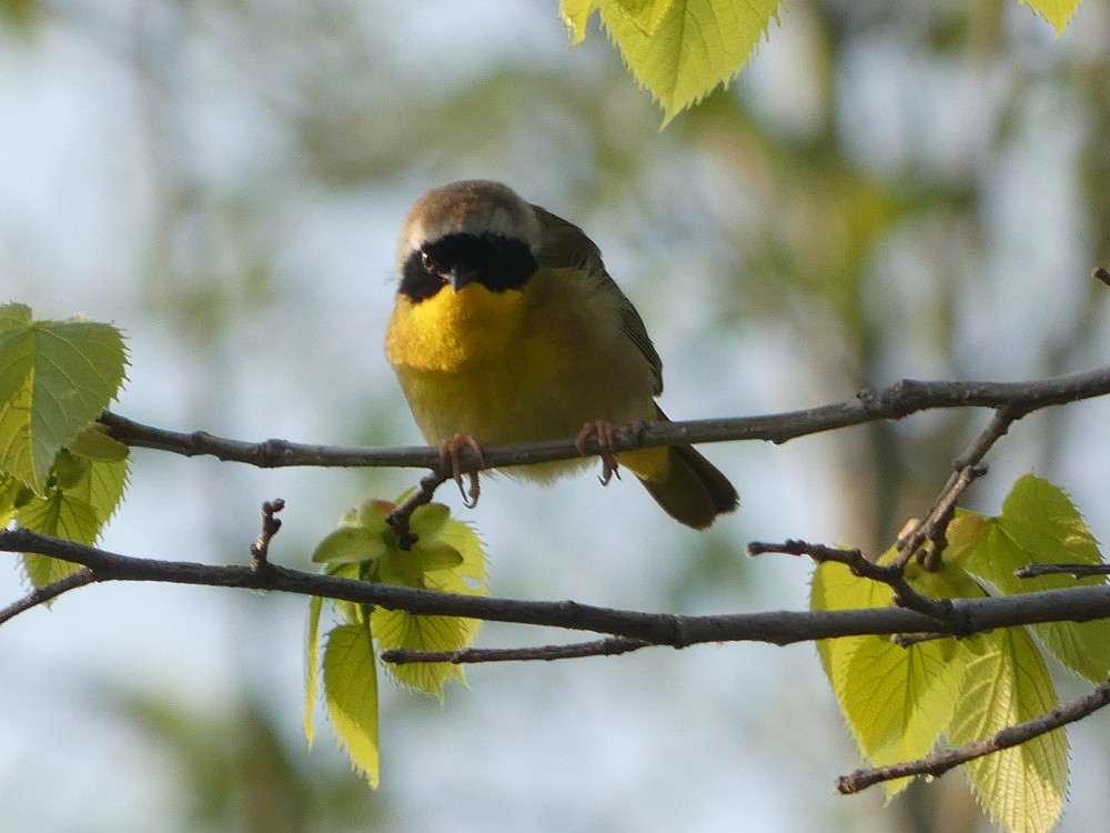 Common Yellowthroat