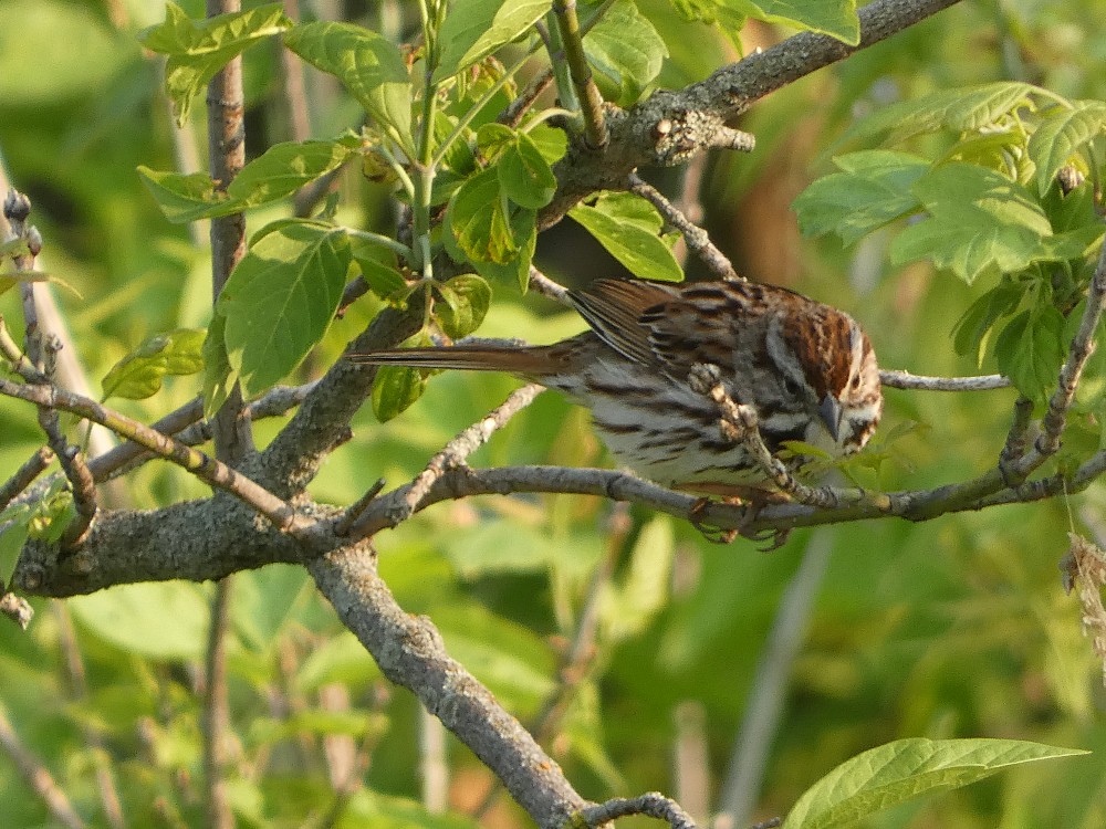 Song Sparrow