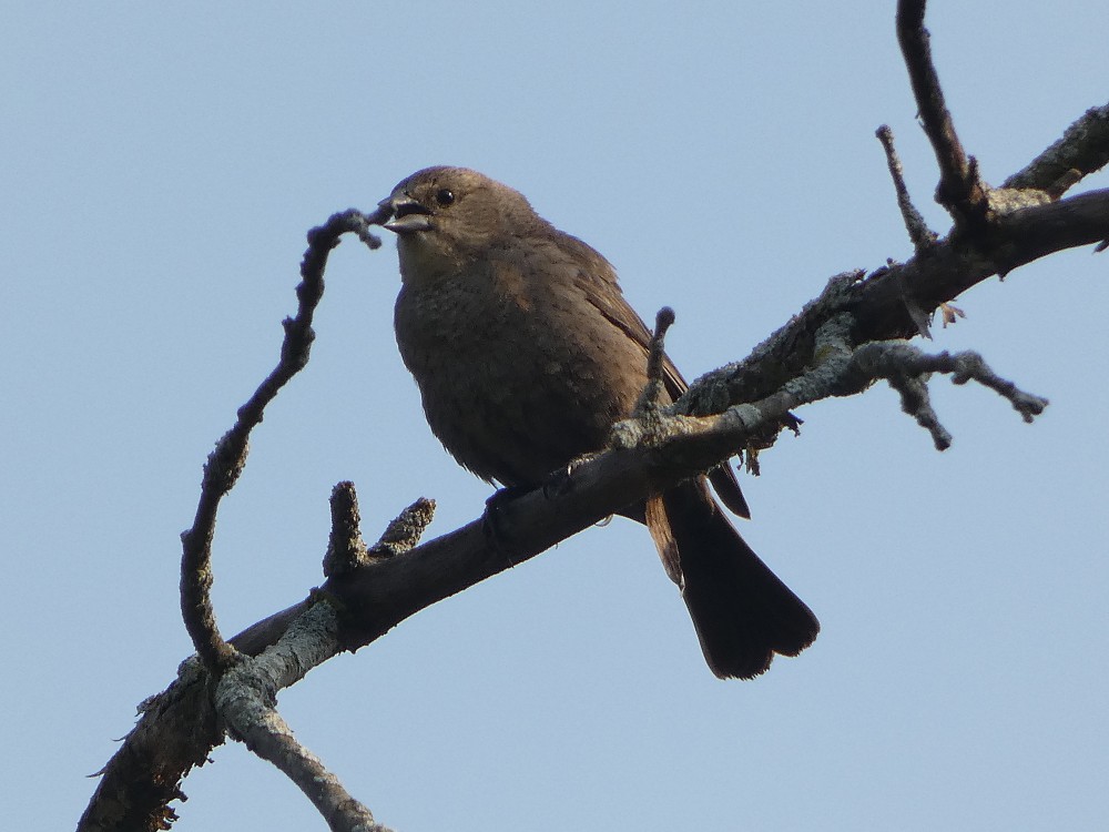 Brown-headed Cowbird