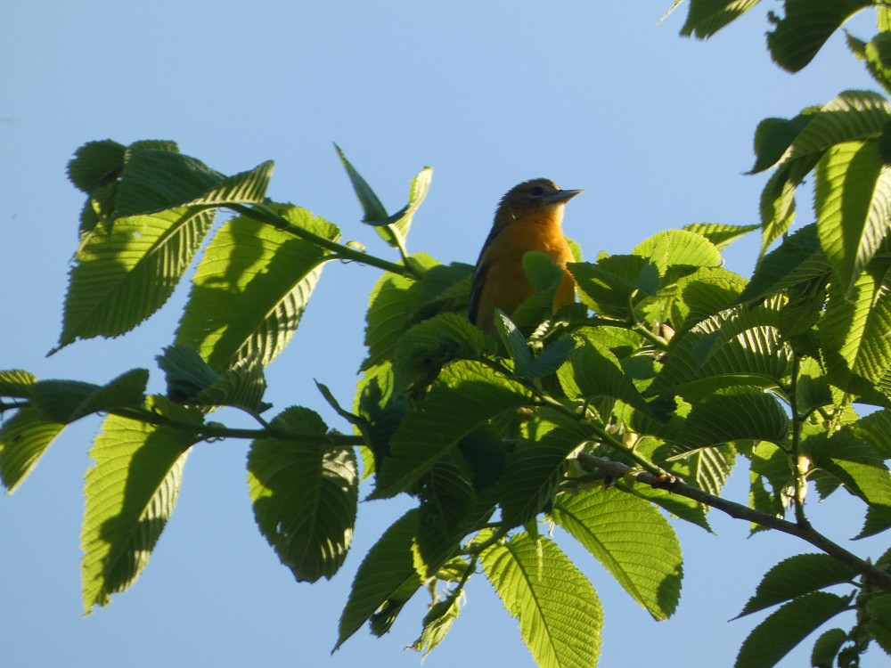 Baltimore Oriole