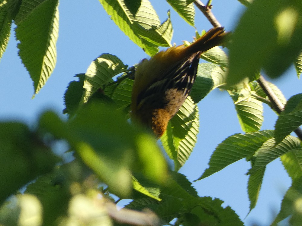 Baltimore Oriole