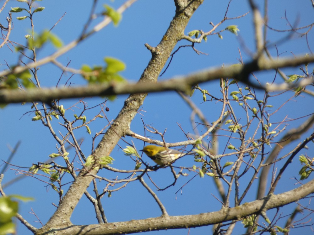 Black-throated Green Warbler