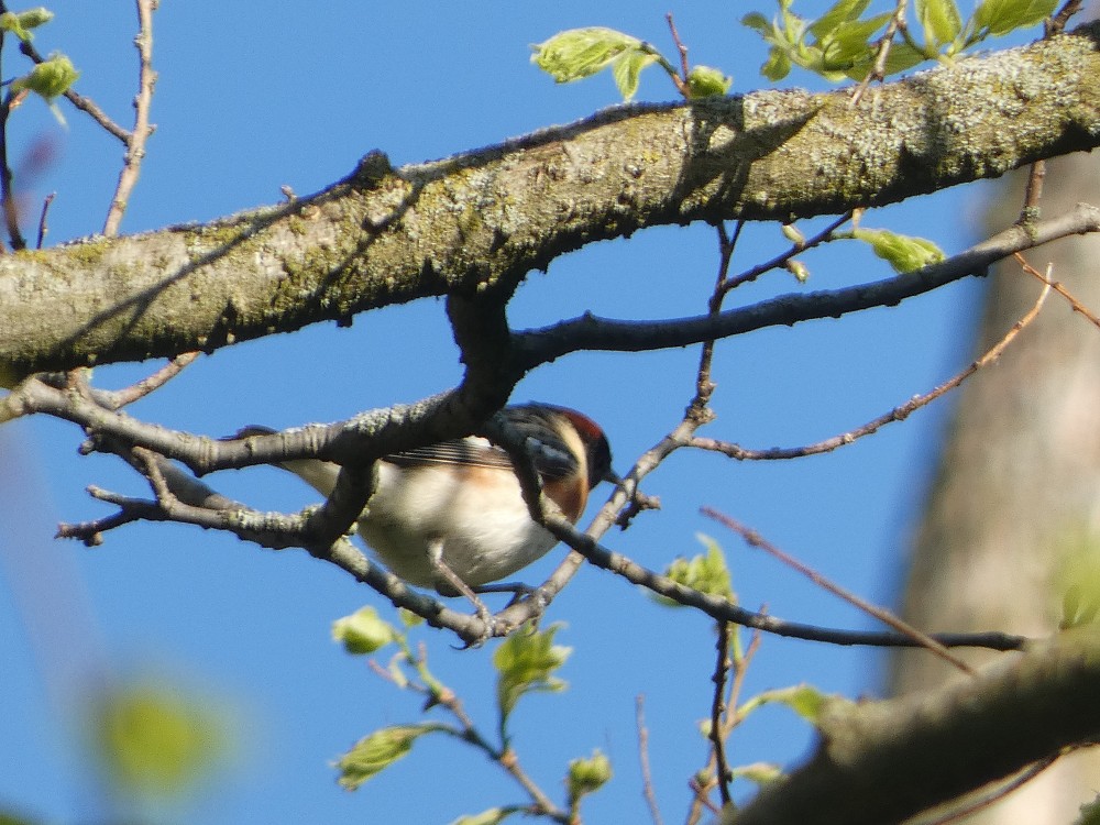 Bay-breasted Warbler