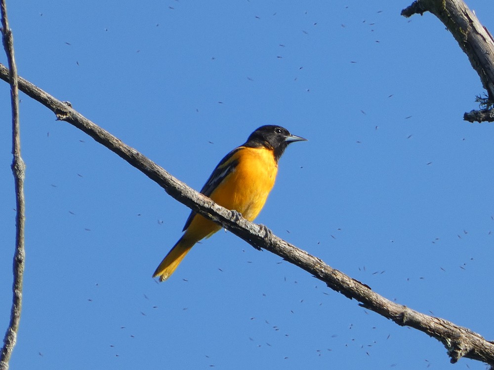 Baltimore Oriole