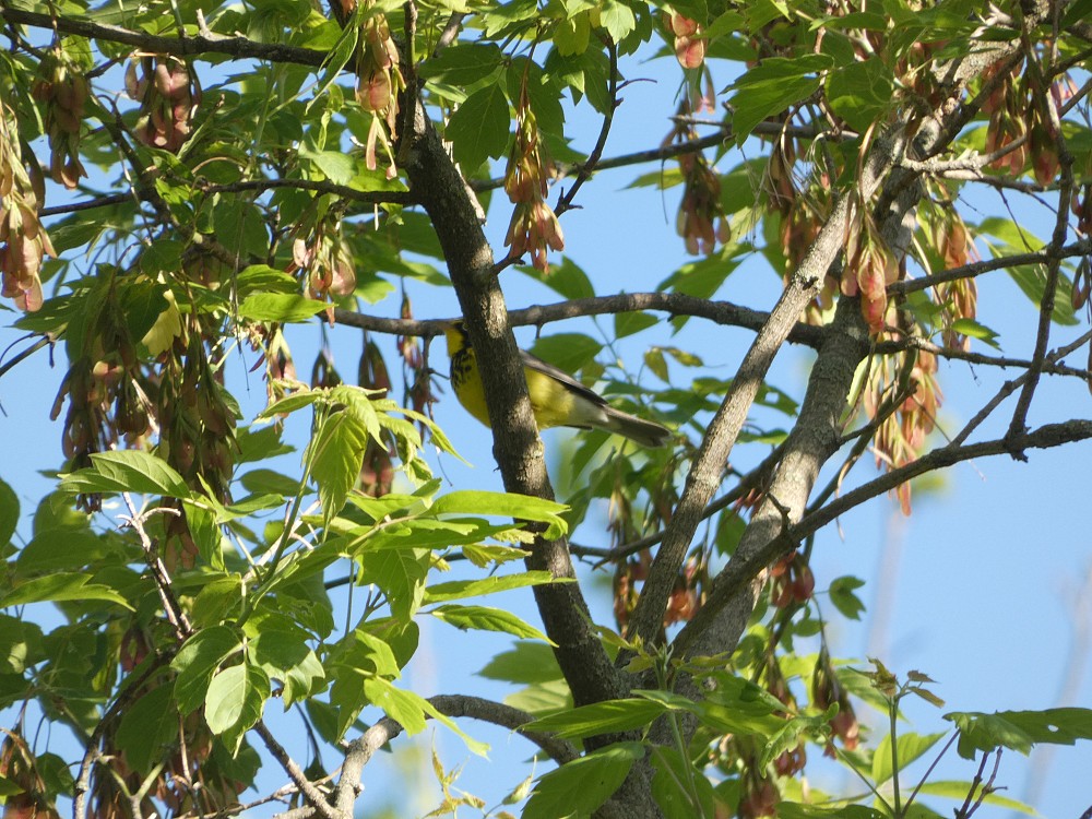 Canada Warbler