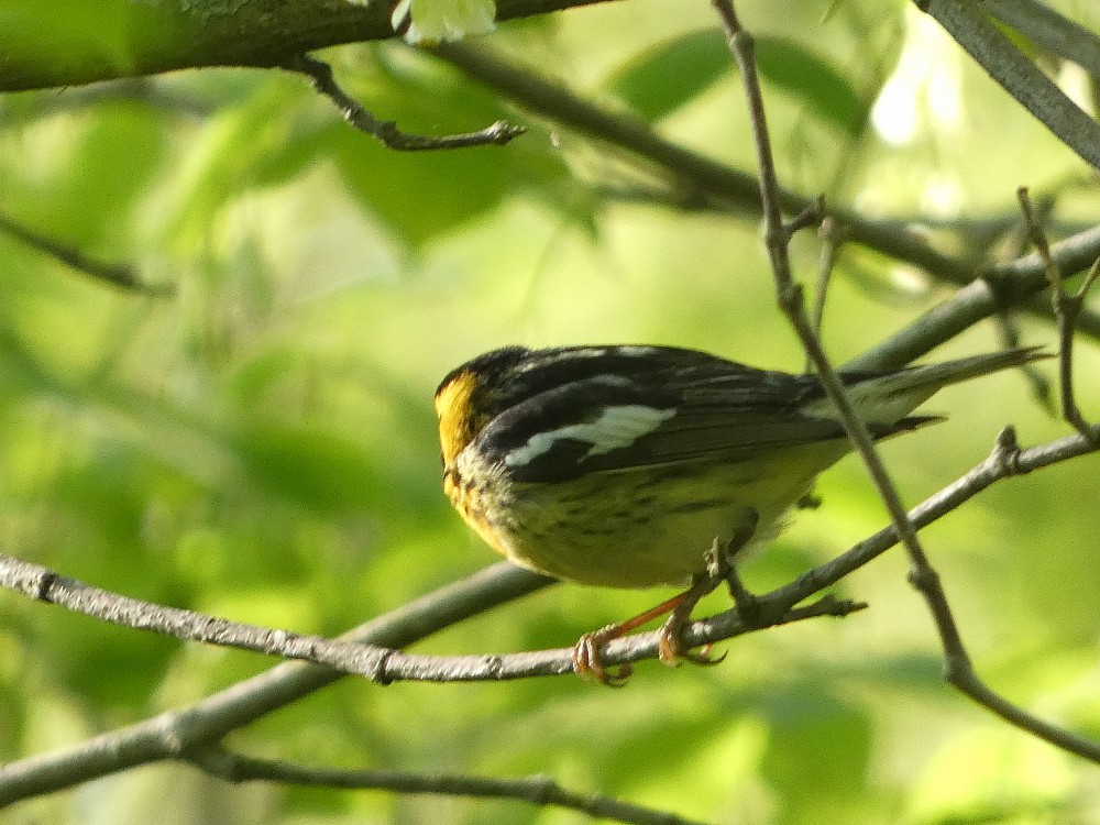 Blackburnian Warbler