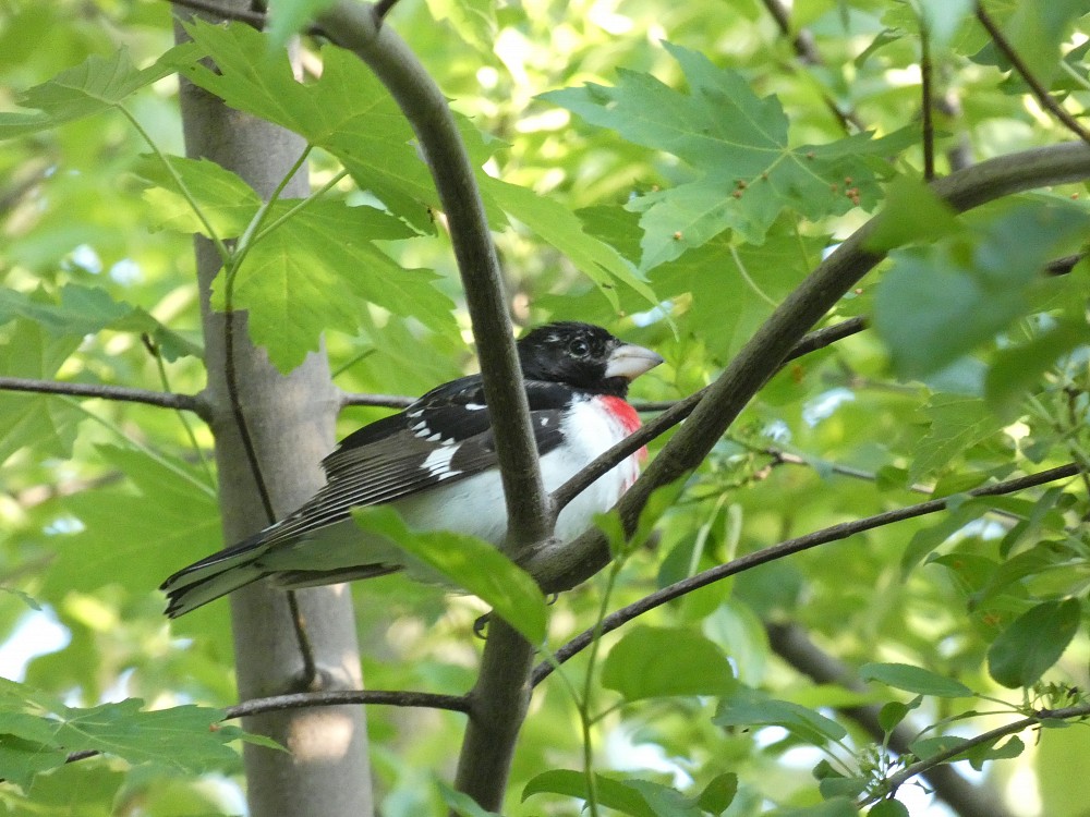 Rose-breasted Grosbeak