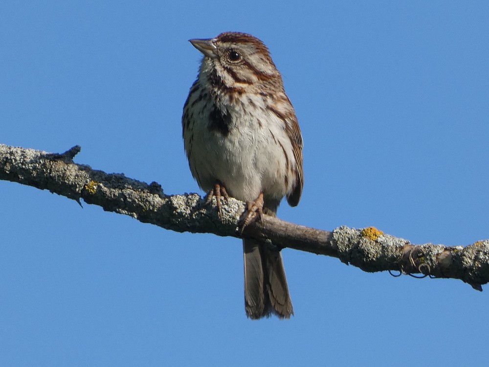 Song Sparrow