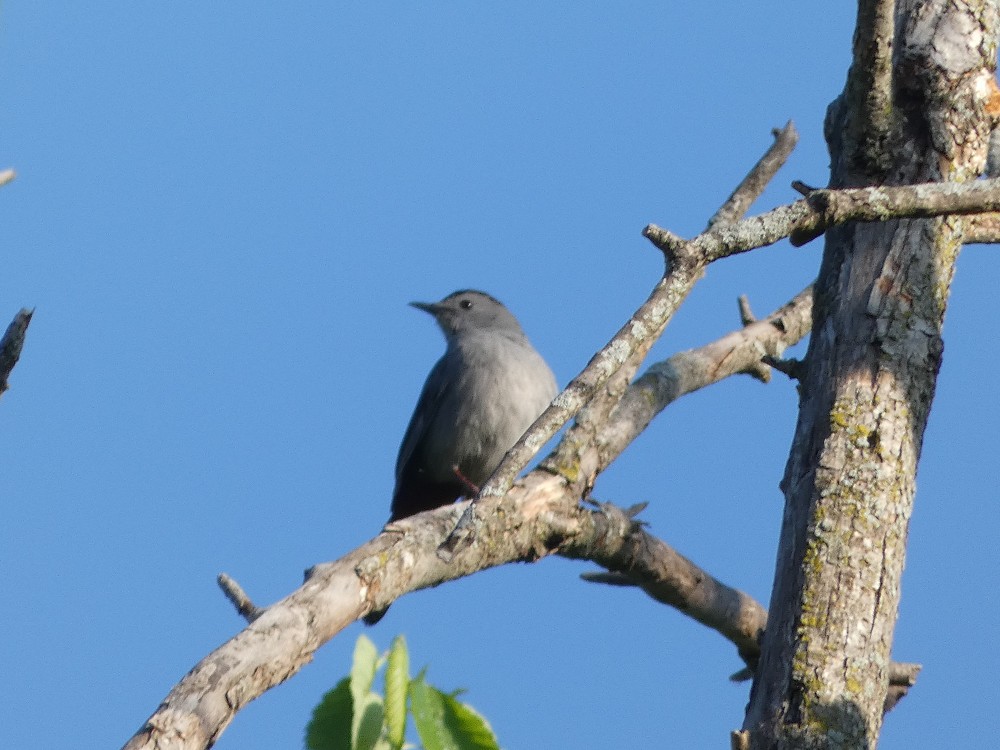 Gray Catbird