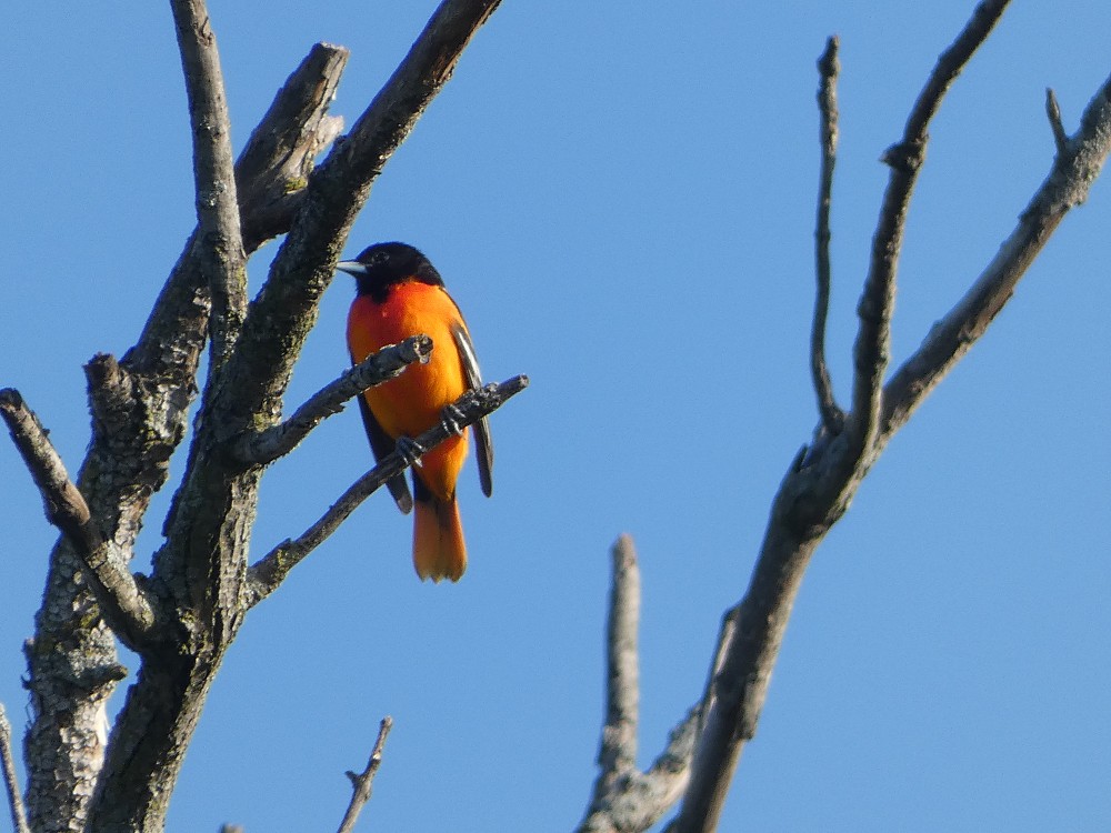 Baltimore Oriole