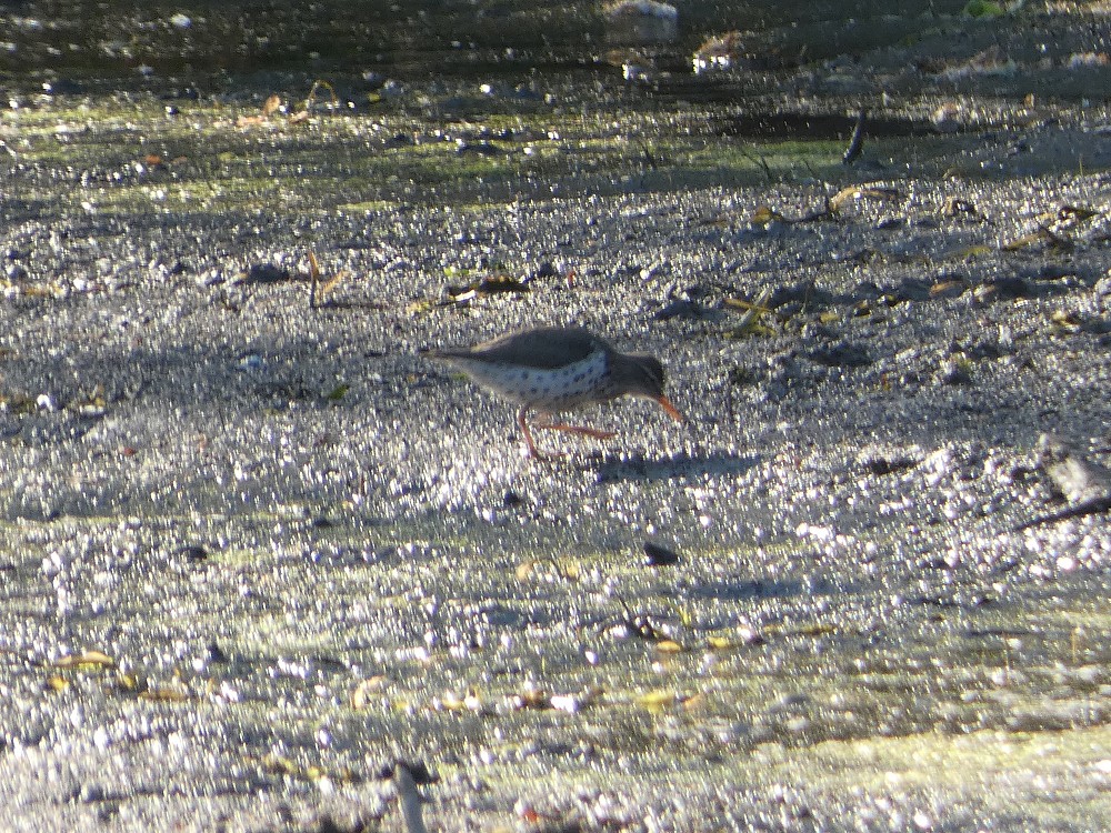 Spotted Sandpiper