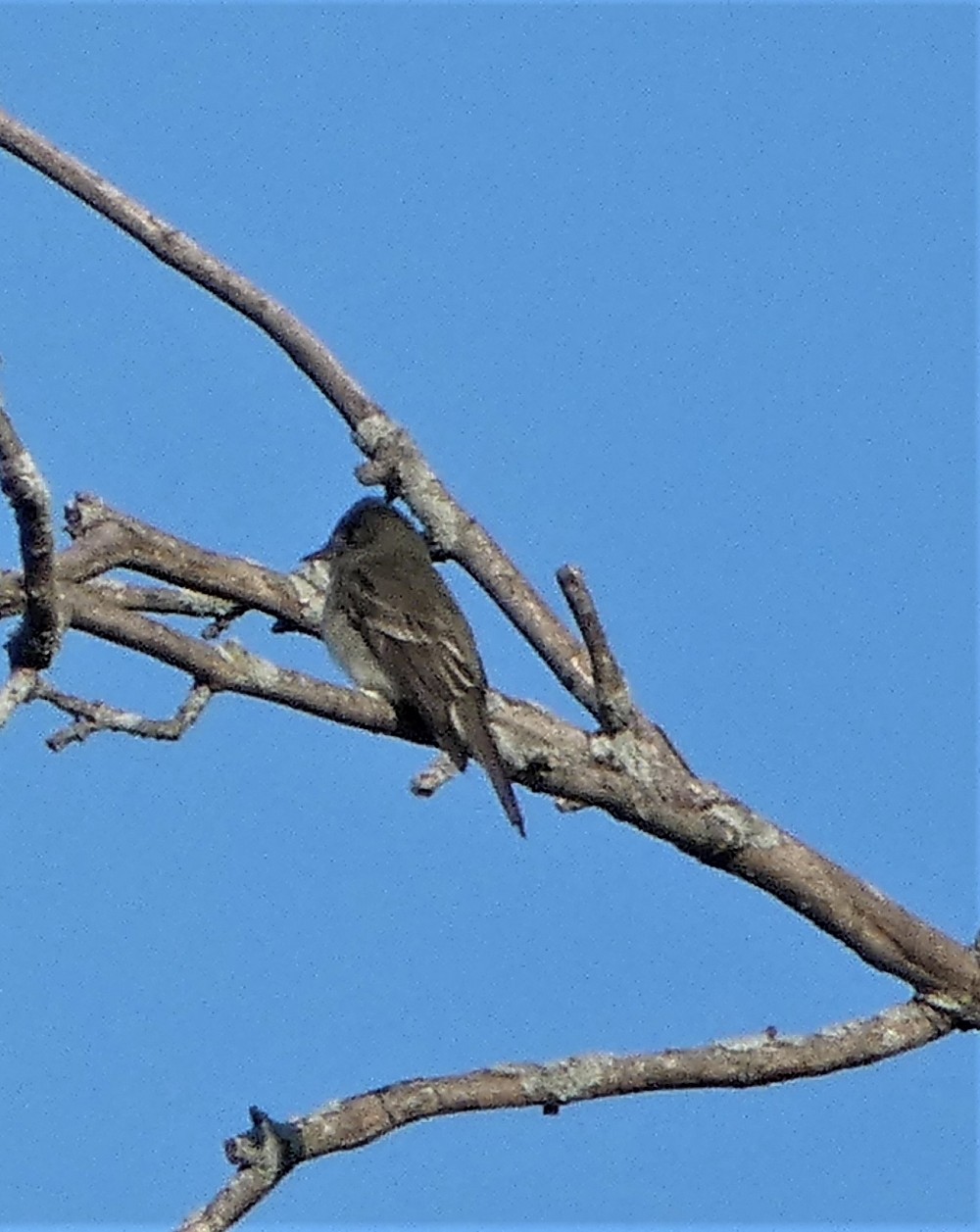 Eastern Wood-Pewee