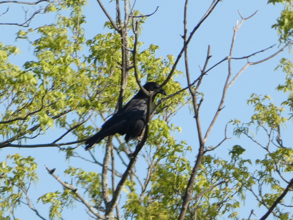 Rose-breasted Grosbeak