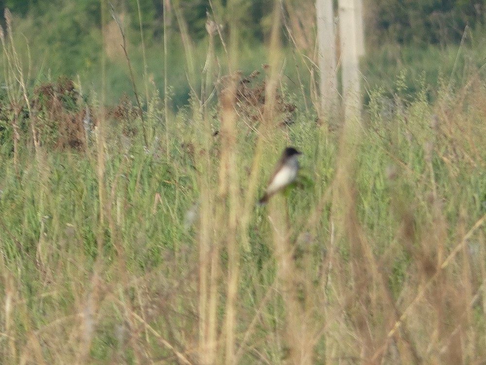 Eastern Kingbird