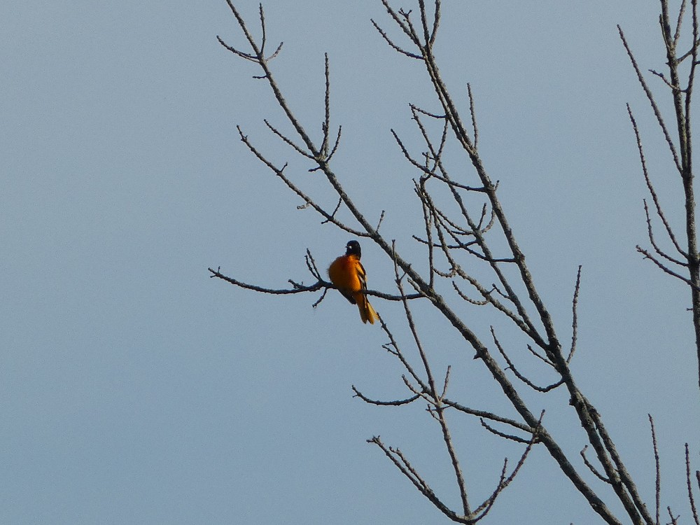 Baltimore Oriole