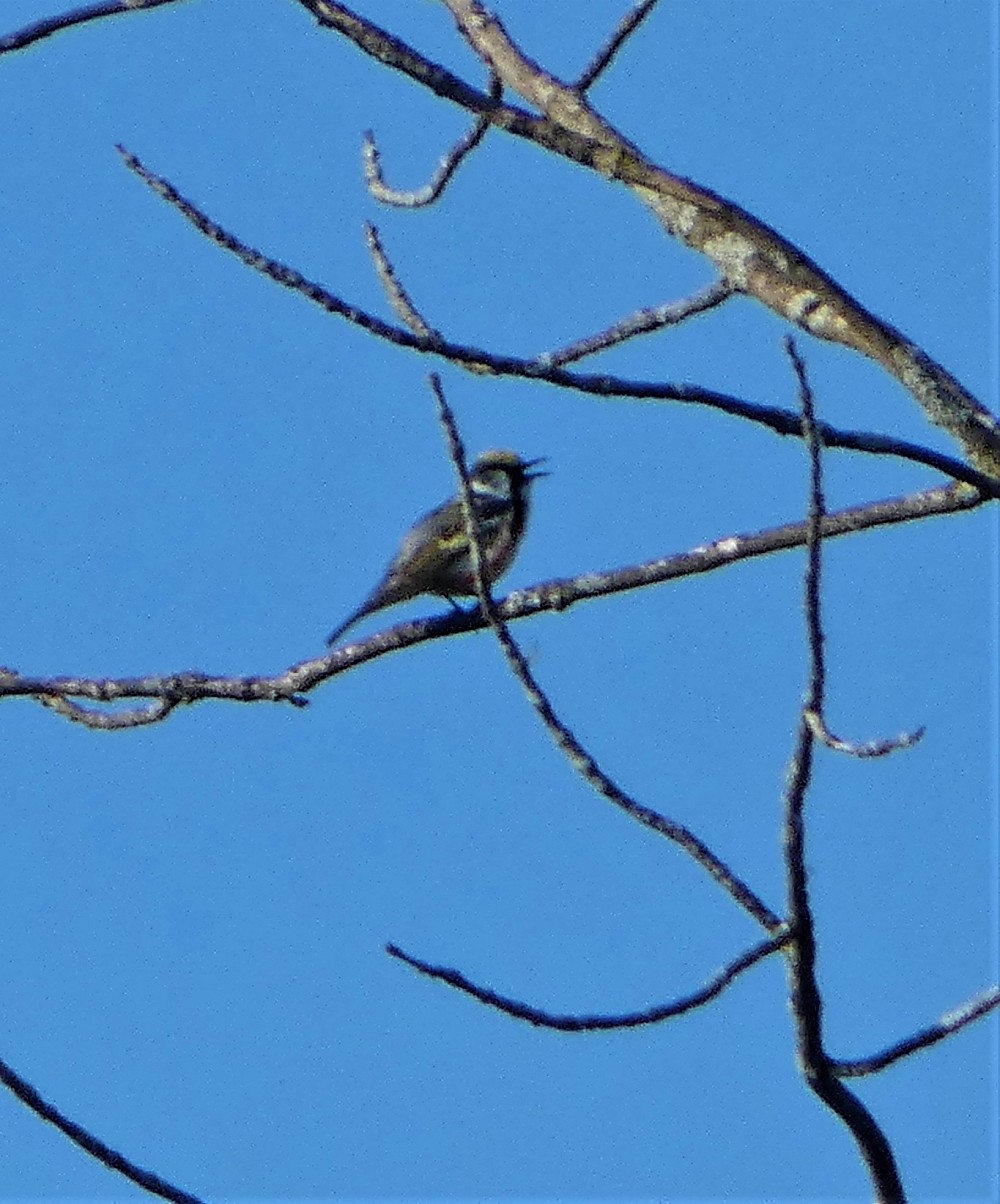 Chestnut-sided Warbler