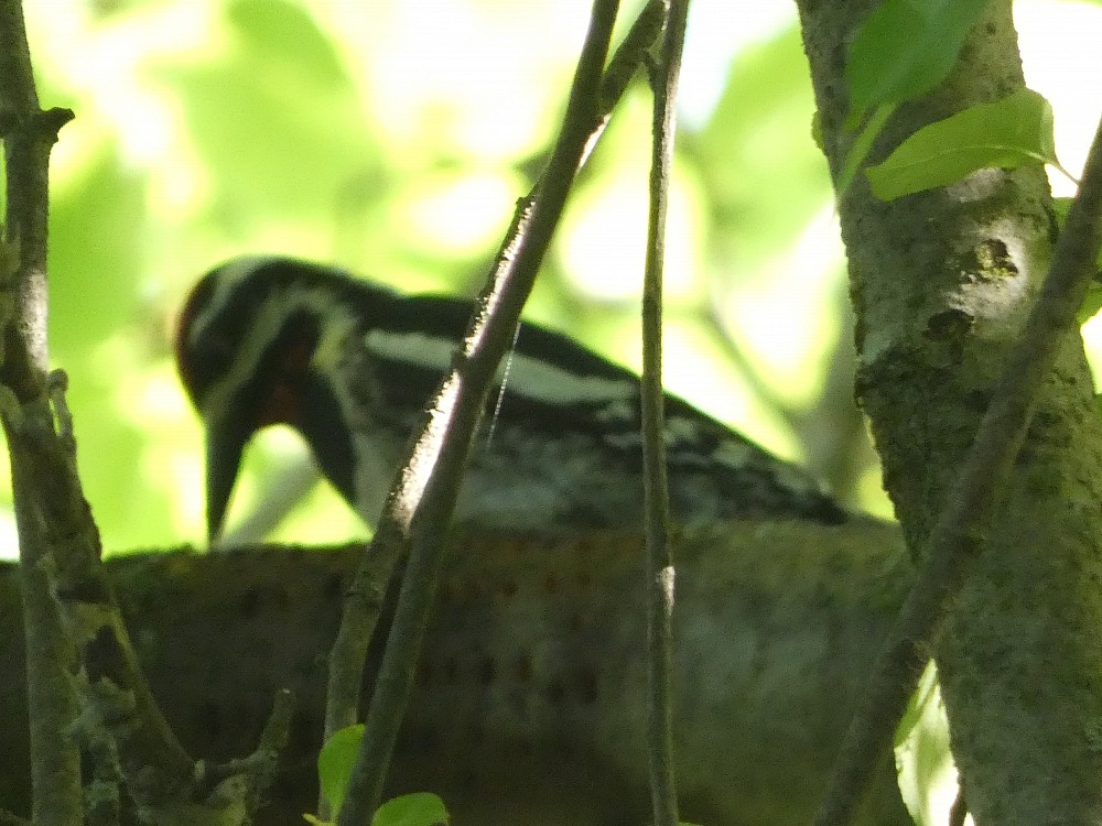 Yellow-bellied Sapsucker