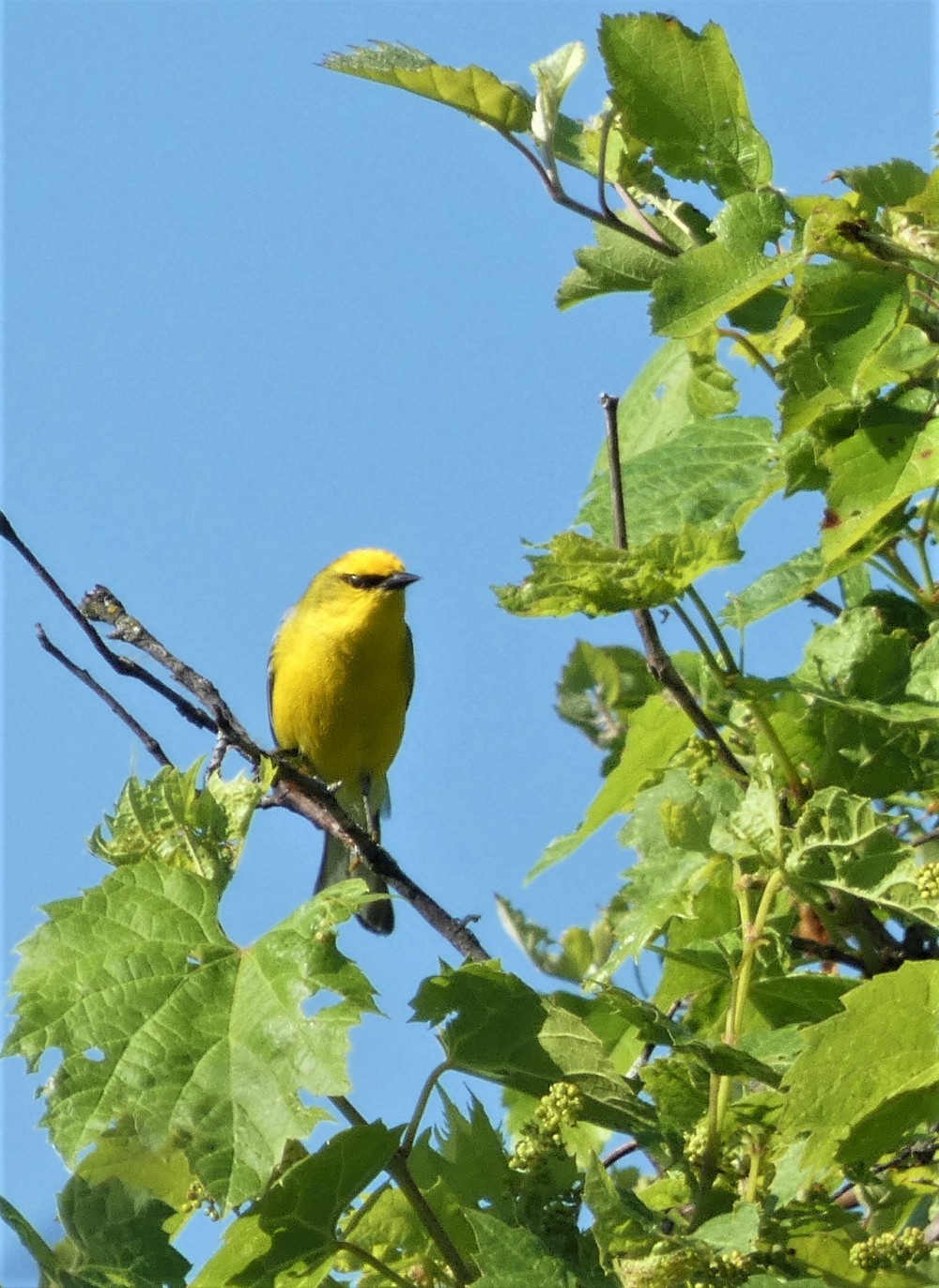 Blue-winged Warbler