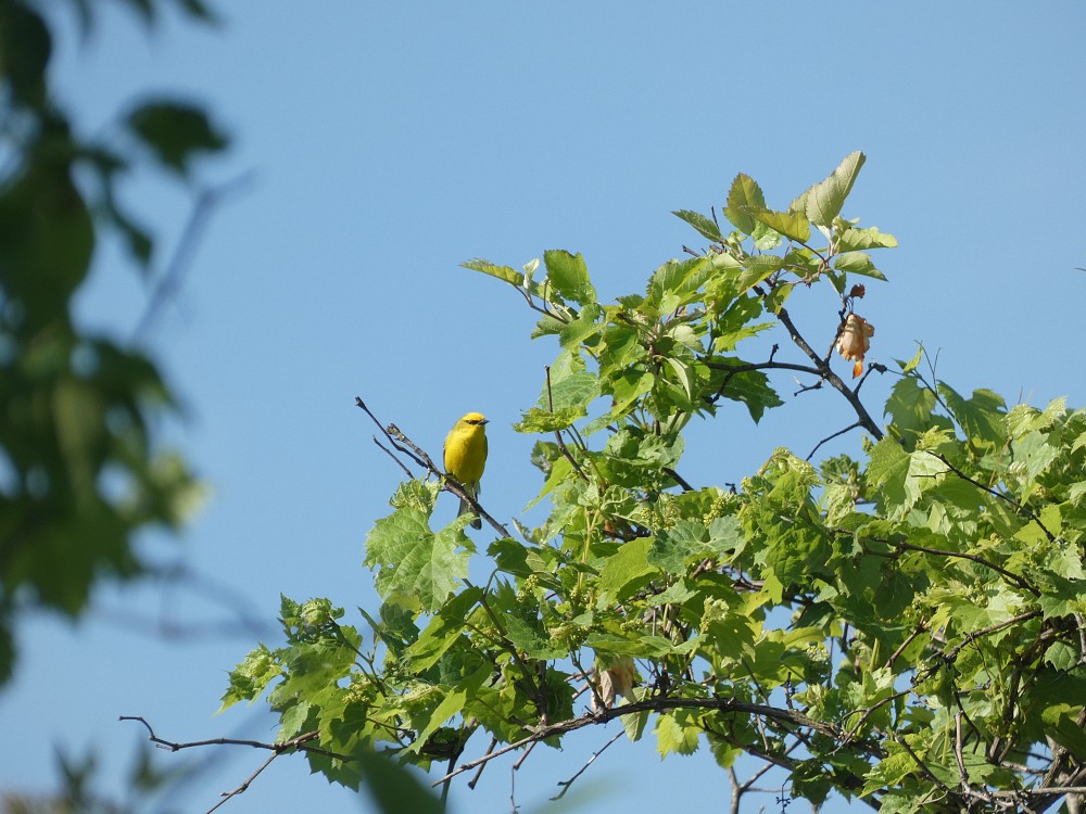 Blue-winged Warbler