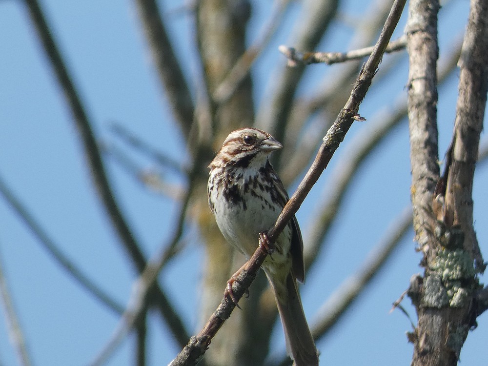 Song Sparrow