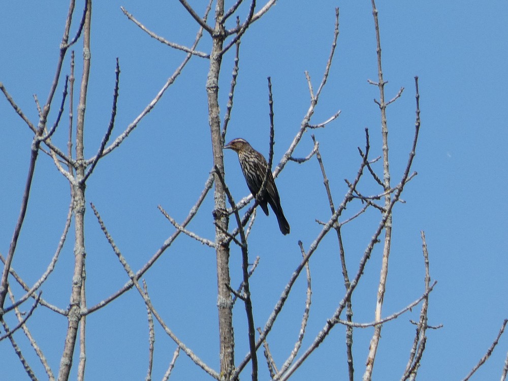 Red-winged Blackbird