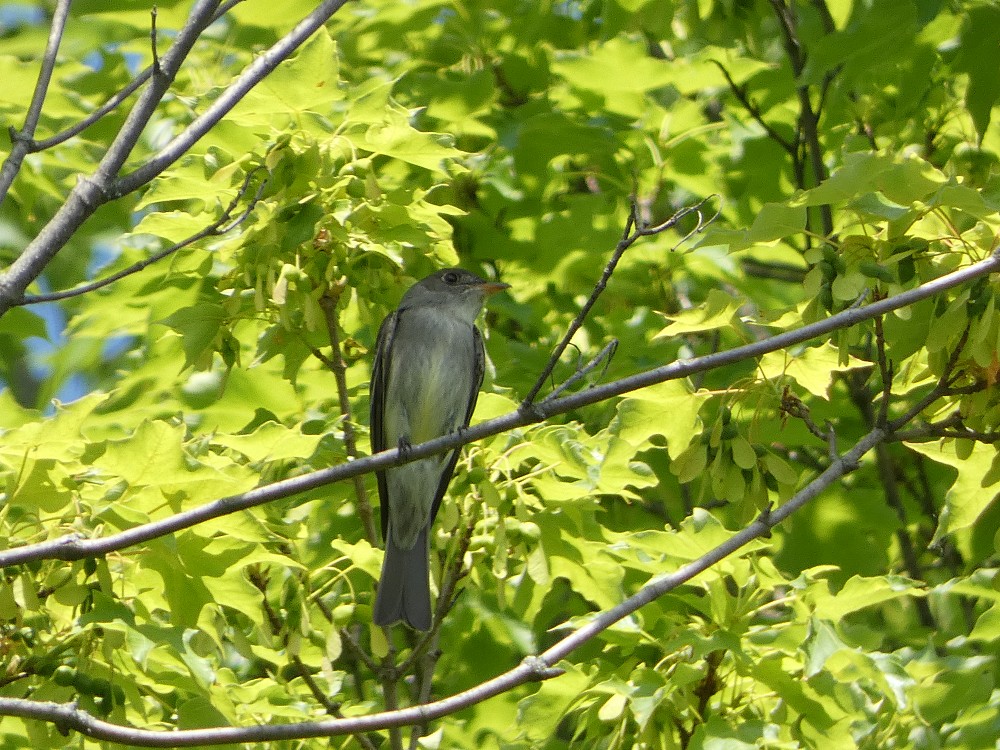 Eastern Wood-Pewee