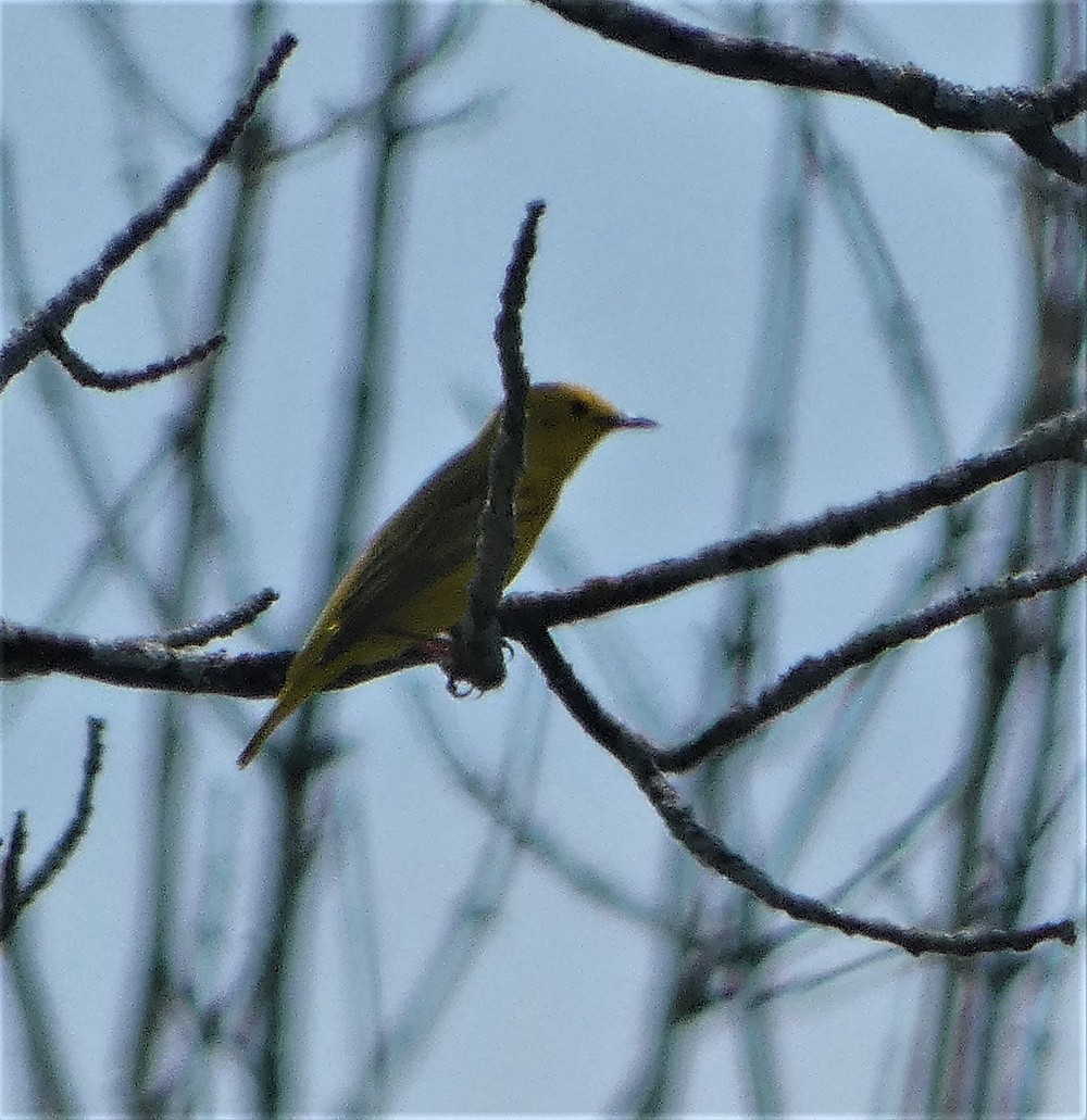 Yellow Warbler