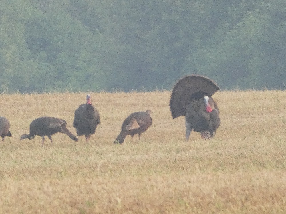 Wild Turkey