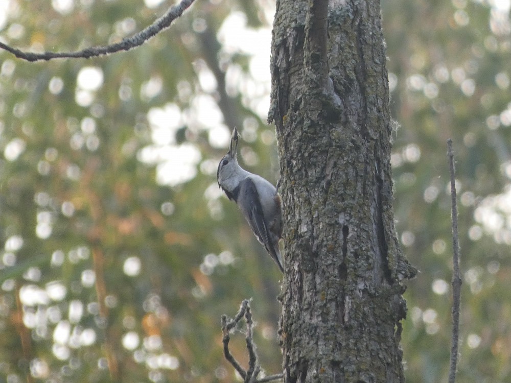 White-breasted Nuthatch